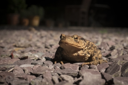 Toad, Neil Shaw, via Flickr