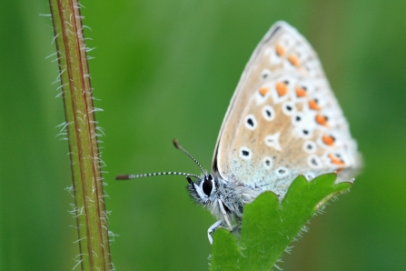 Common blue butterfly, Vicky Nall
