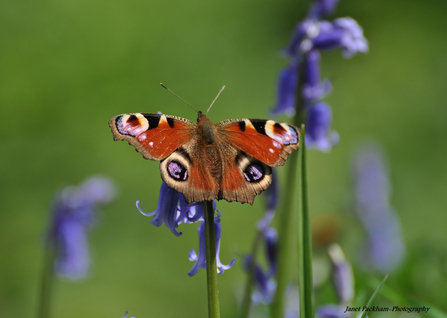 Peacock butterfly, Janet Packham Photography