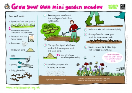 Make your own mini meadow 