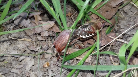 Cockchafer beetle, Sam Willis 