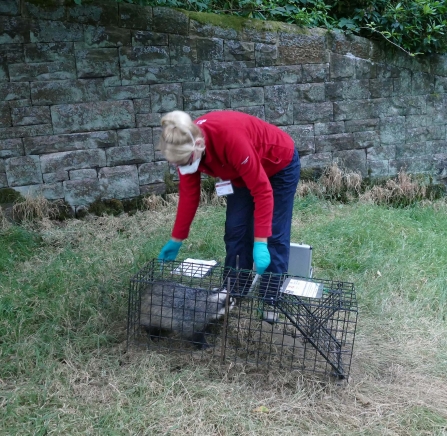 Badger vaccination Gail Weatherhead July 18