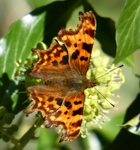 Red admiral comma on ivy flowers Derrick Hawkins