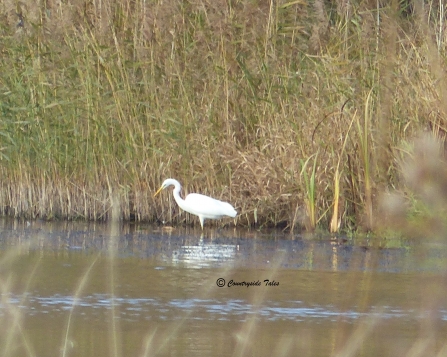 Great white egret sighting by Fiona Cox