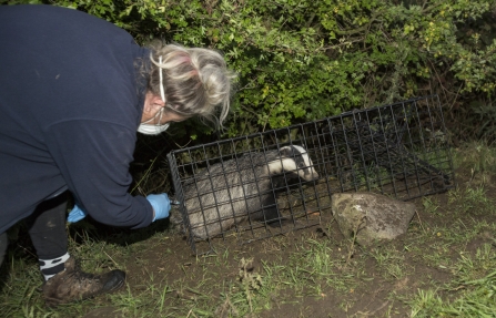 Day 12 Debbie vaccinates the badger