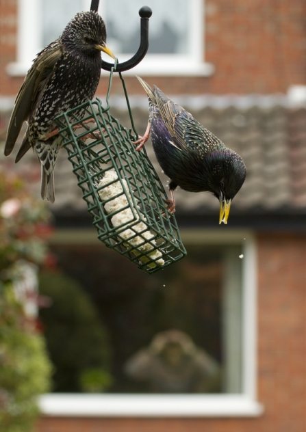 starlings bird feeder