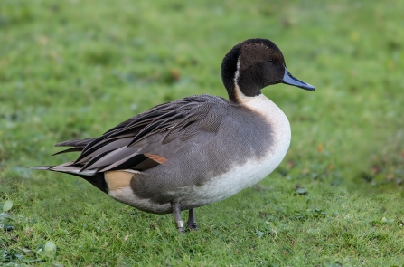 Pintail Male duck