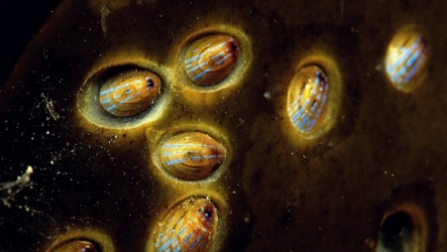 National Marine Week - Blue-rayed limpets