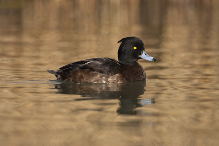Tufted duck (females)