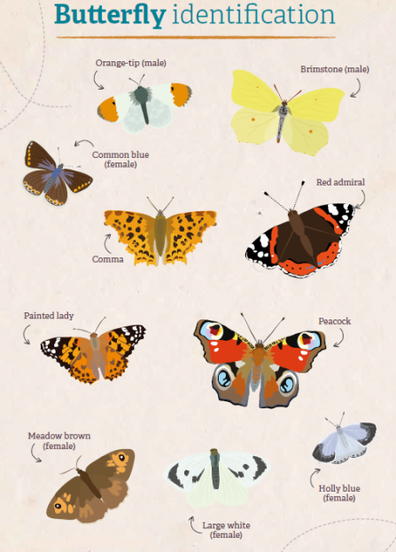 Butterfly ID guide
