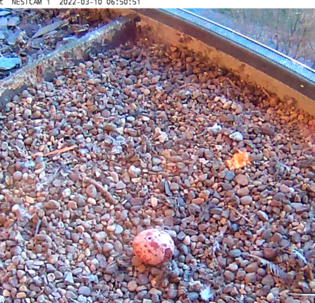 first peregrine egg 2022