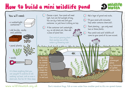 Mini wildlife pond