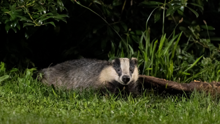 a badger in grass infront of a log