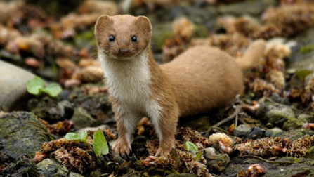 a brown weasel with a white chest 