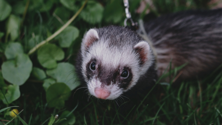 a ferret in a patch of grass