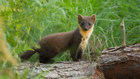 a Pine marten on a log surrounded by grass