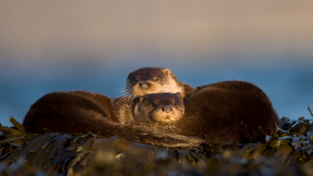 two otters curled up together