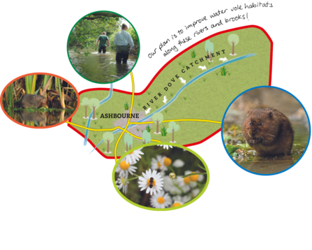 An illustrated map of Ashbourne with photos of people doing a water vole survey, a water vole and a bee on a daisy