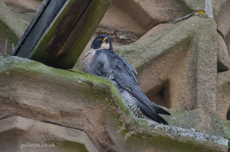 Male peregrine falcon on stonework 