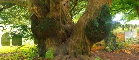 Yew tree - Brailsford Churchyard
