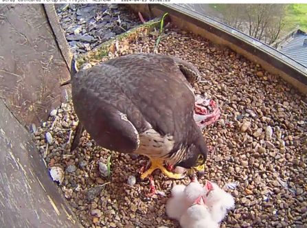 peregrine and chicks 2024