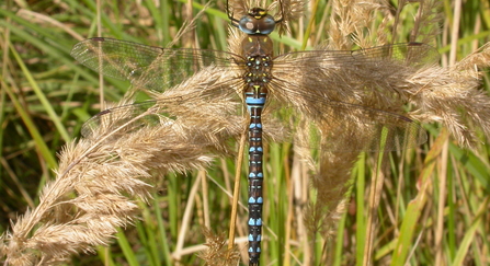 (Male) migrant hawker dragonfly
