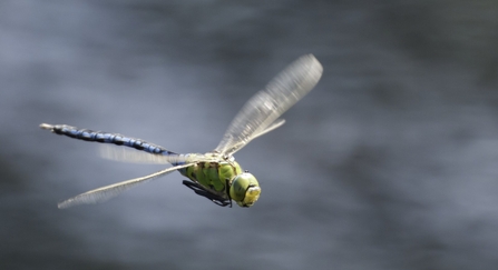 Emperor dragonfly (male)