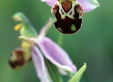 Bee orchid, Mark Hamblin