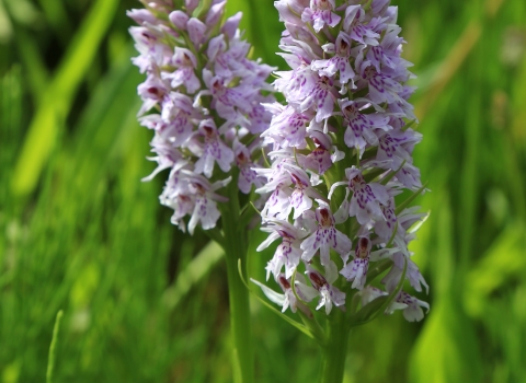 Common spotted orchid, Derbyshire Wildlife Trust