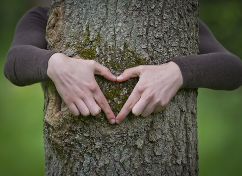 Tree heart, Matthew Roberts 
