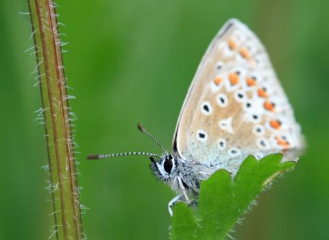 Common blue butterfly, Vicky Nall