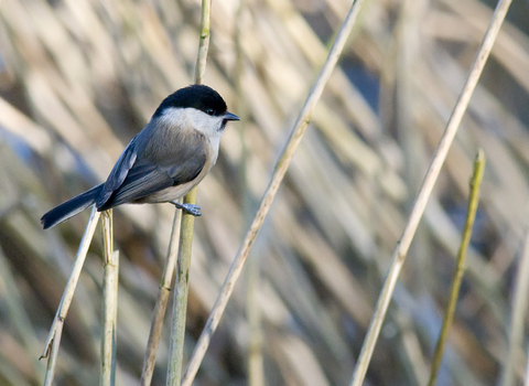 Willow tit, Paul Shaw