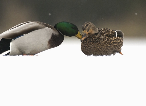adult female mallard shares a tender moment with a male on a frozen lake