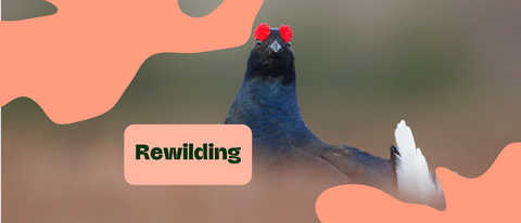 rewilding title with an image of a black grouse