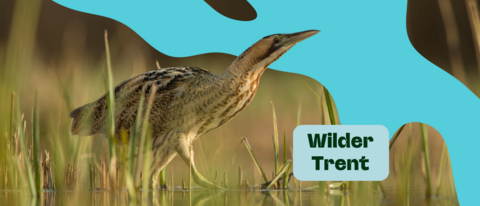 Wilder Trent in a text box over an image of a bittern