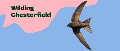 Wilding Chesterfield text with a swift flying