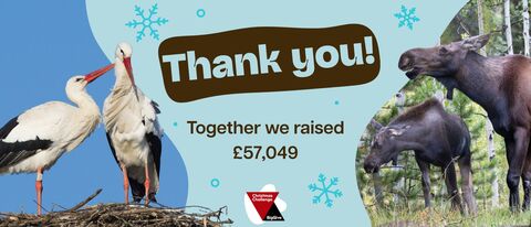 Two white stork and two Eurasian elks feature to help raise funds for a species reintroduction programme