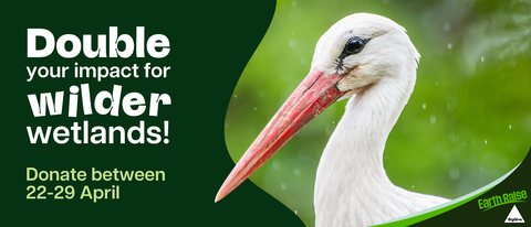 Close-up of a white stork's head and long red beak against a blurred green background with raindrops. Text overlay reads "Double your impact for wilder wetlands! Donate between 22-29 April" and includes "Earth Raise" and "BigGive" logos.