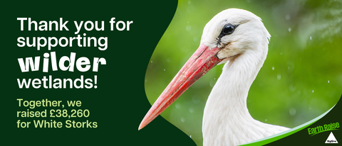 Close-up of a white stork's head and long red beak with text thanking supporters for "wilder wetlands" and stating £38,260 was raised for White Storks, with logos for Earth Raise and Big Give.