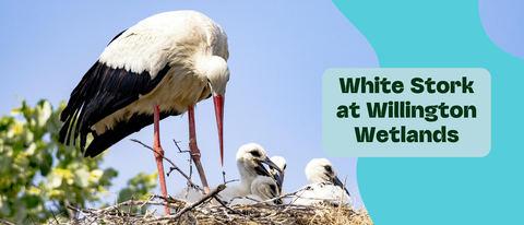 A white stork parent stands in a nest overlooking three fluffy chicks against a bright blue sky. On the right hand side, there is a teal shape behind a light blue box, with the words 'White Stork at Willington Wetlands' 