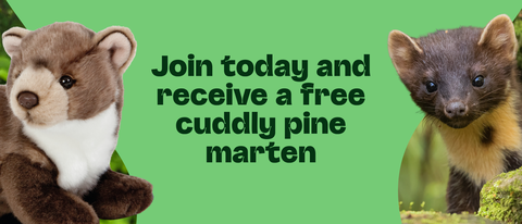 A plush pine marten on the left and a live pine marten on the right flank dark green text that reads "Join today and receive a free cuddly pine marten".