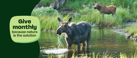 A Eurasian elk stands in shallow water with green reeds and grasses surrounding it, while a Eurasian elk calf stands in the background on the bank. Text overlaid on a green shape reads "Give monthly because nature is the solution".