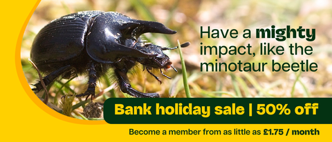 Close-up of a large black minotaur beetle with prominent horns, with text overlay promoting a bank holiday sale offering 50% off and membership from £1.75/month.