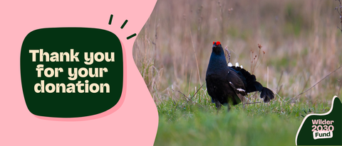 A black grouse with a red comb stands in a grassy field, with text stating "Thank you for your donation" on a pink background and the "Wilder 2030 Fund" logo in the lower right corner.