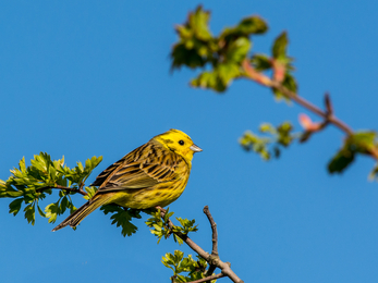 Yellowhammer, Richard Smith