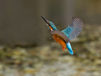 Kingfisher, Malcolm Brown