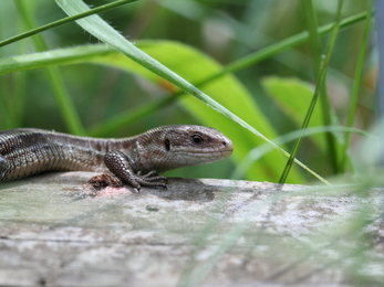 Common lizard, Philip Precey 