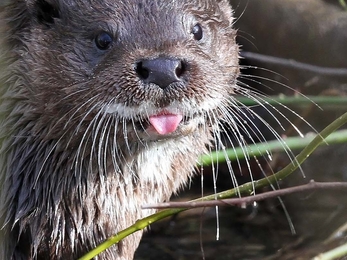 Otter, Margaret Holland