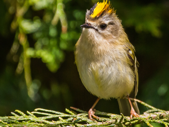 Goldcrest by Andy Morffew