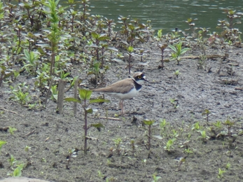 Little Ringed Plover by Ron Turner